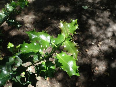Ilex aquifolium