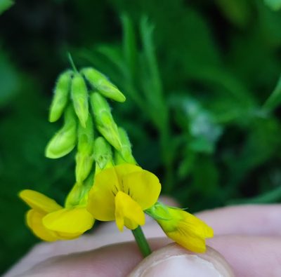 Lathyrus pratensis, photographed by Andreas Schneider