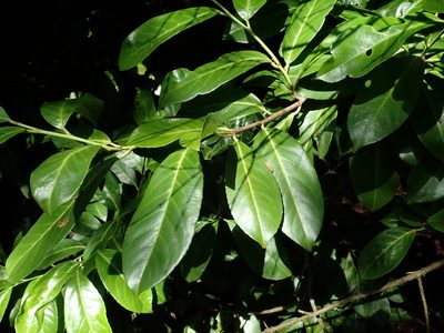 Prunus laurocerasus