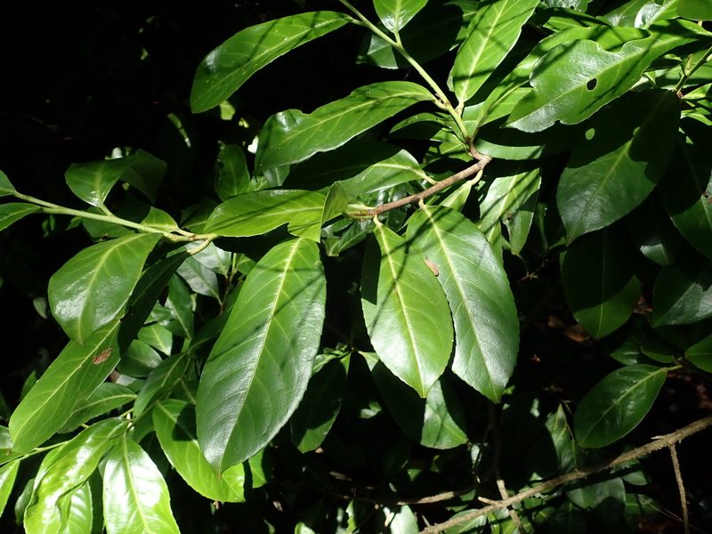 Prunus laurocerasus, photographed by Daniel Cahen