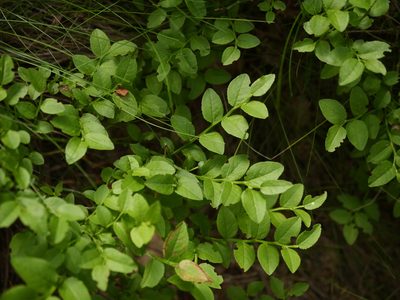 Vaccinium myrtillus, photographed by Alexis Tinker-Tsavalas