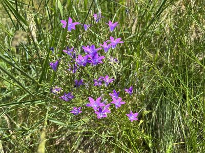 Campanula patula, photographed by Pavel Kacl
