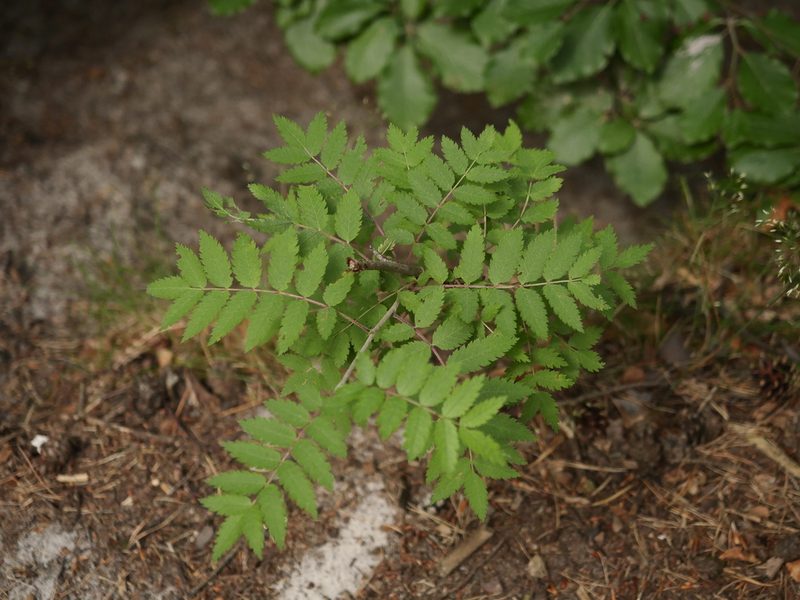 Sorbus aucuparia, photographed by Alexis Tinker-Tsavalas