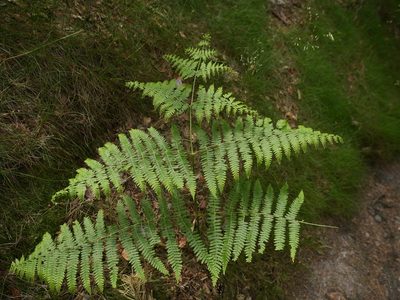 Pteridium aquilinum, photographed by Alexis Tinker-Tsavalas