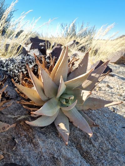 Aloe asperifolia, photographed by Marc Fradera-Soler