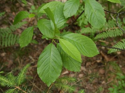 Frangula alnus, photographed by Alexis Tinker-Tsavalas