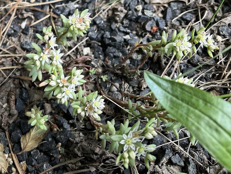 Sedum hispanicum, photographed by Pavel Kacl