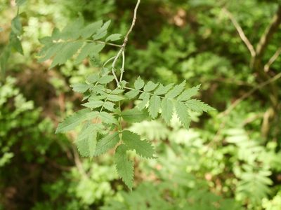 Sorbus aucuparia, photographed by Alexis Tinker-Tsavalas
