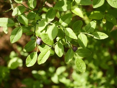 Vaccinium myrtillus, photographed by Alexis Tinker-Tsavalas