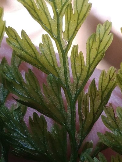 Vandenboschia speciosa, photographed by Vítor Jorge