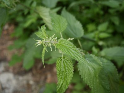 Urtica dioica, photographed by Alexis Tinker-Tsavalas