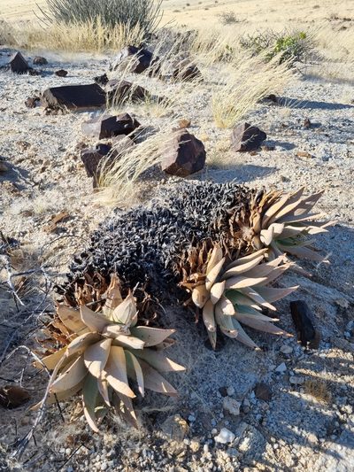 Aloe asperifolia, photographed by Marc Fradera-Soler