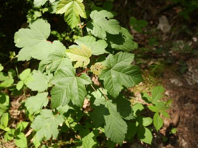 Acer pseudoplatanus, photographed by Alexis Tinker-Tsavalas