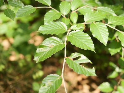 Fagus sylvatica, photographed by Alexis Tinker-Tsavalas