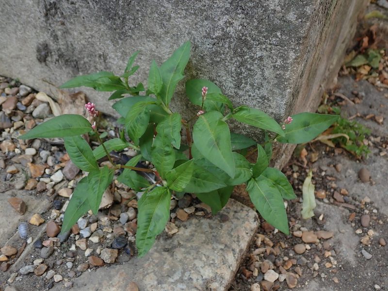 Persicaria maculosa, photographed by Daniel Cahen