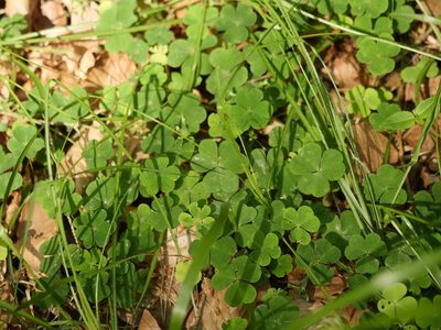 Oxalis acetosella, photographed by Alexis Tinker-Tsavalas