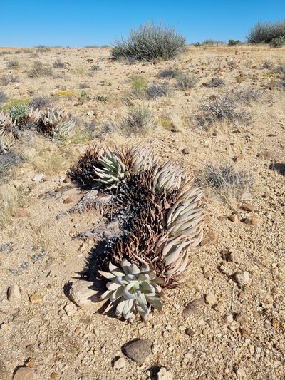 Aloe asperifolia, photographed by Marc Fradera-Soler