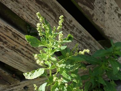 Mercurialis annua