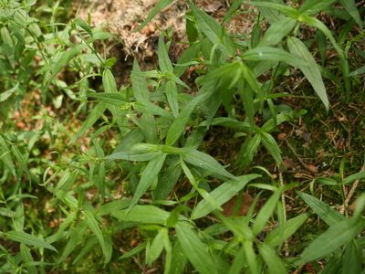 Melampyrum pratense, photographed by Alexis Tinker-Tsavalas