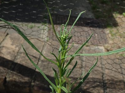 Senecio inaequidens, photographed by Daniel Cahen