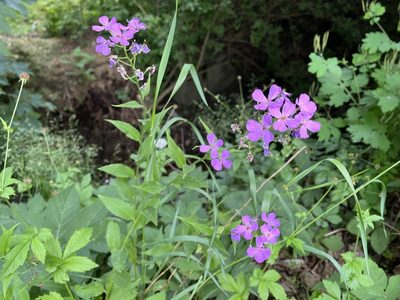 Hesperis matronalis, photographed by Pavel Kacl