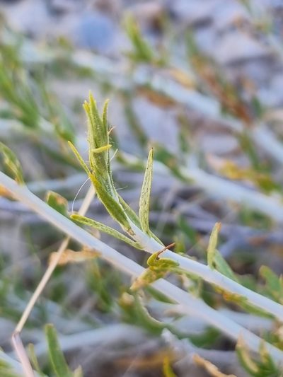 Pogonospermum genistifolium, photographed by Marc Fradera-Soler
