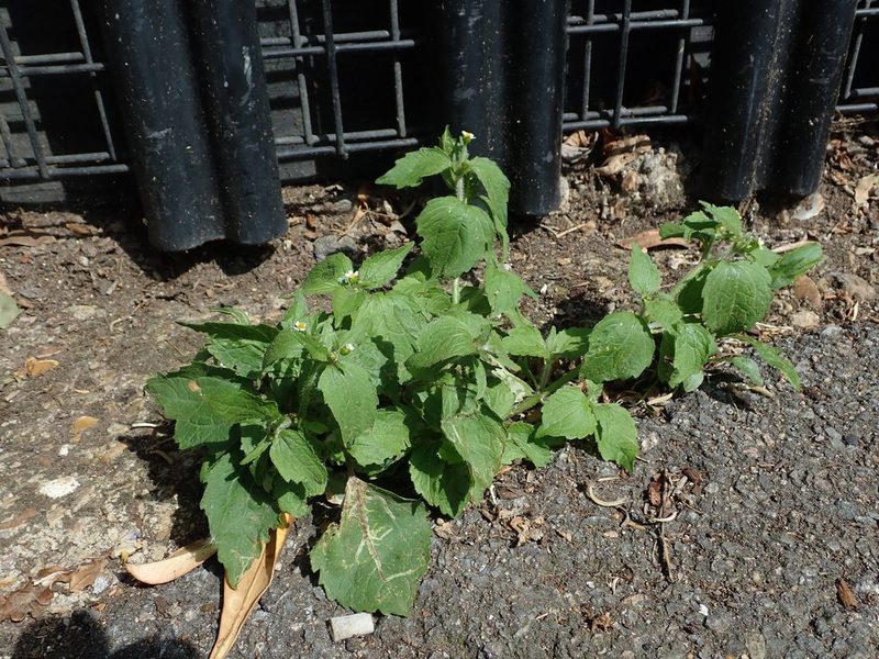 Galinsoga quadriradiata, photographed by Daniel Cahen