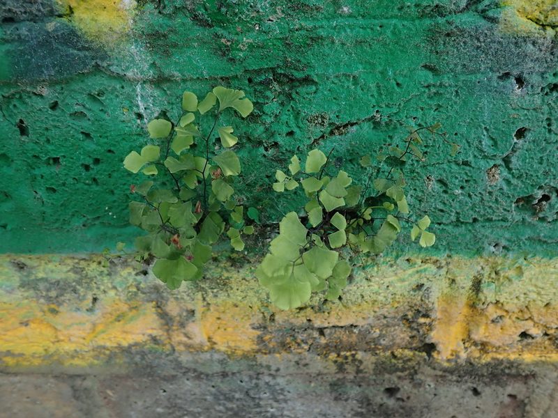 Adiantum capillus-veneris, photographed by Daniel Cahen