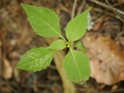 Impatiens parviflora, photographed by Alexis Tinker-Tsavalas