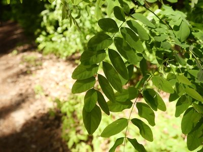 Robinia pseudoacacia, photographed by Alexis Tinker-Tsavalas