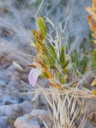 Pogonospermum genistifolium, photographed by Marc Fradera-Soler