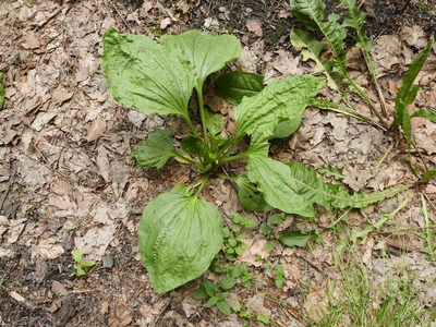 Plantago major, photographed by Alexis Tinker-Tsavalas