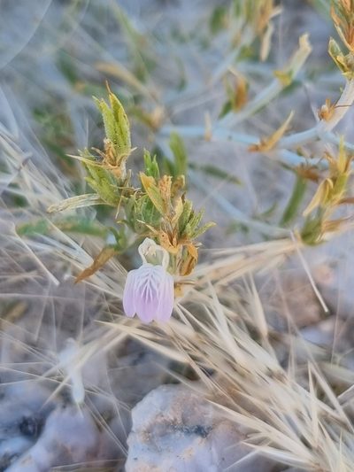 Pogonospermum genistifolium, photographed by Marc Fradera-Soler
