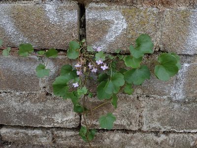 Cymbalaria muralis, photographed by Daniel Cahen