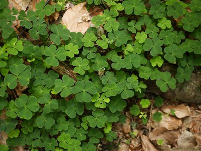 Oxalis acetosella, photographed by Alexis Tinker-Tsavalas