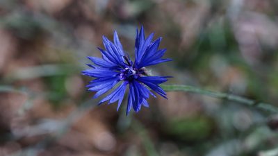 Centaurea cyanus, photographed by goldfjnch