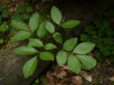 Fraxinus excelsior, photographed by Alexis Tinker-Tsavalas