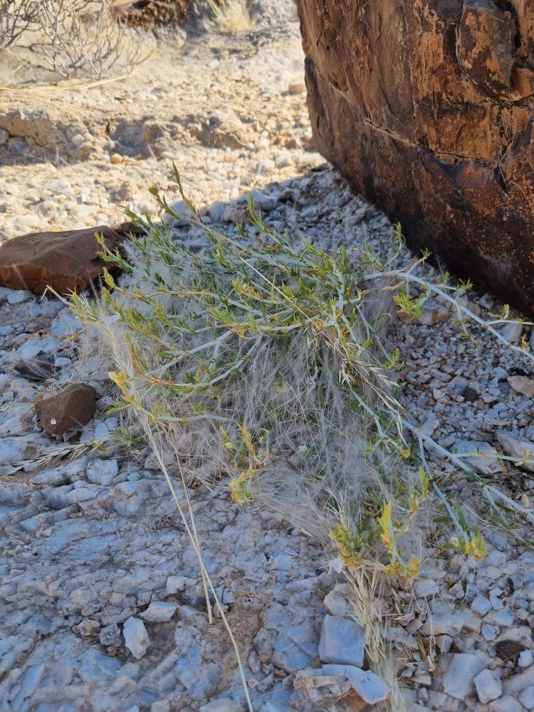 Pogonospermum genistifolium, photographed by Marc Fradera-Soler