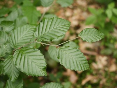 Fagus sylvatica, photographed by Alexis Tinker-Tsavalas