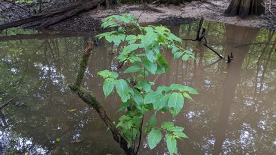 Cephalanthus occidentalis, photographed by Joseph Aubert
