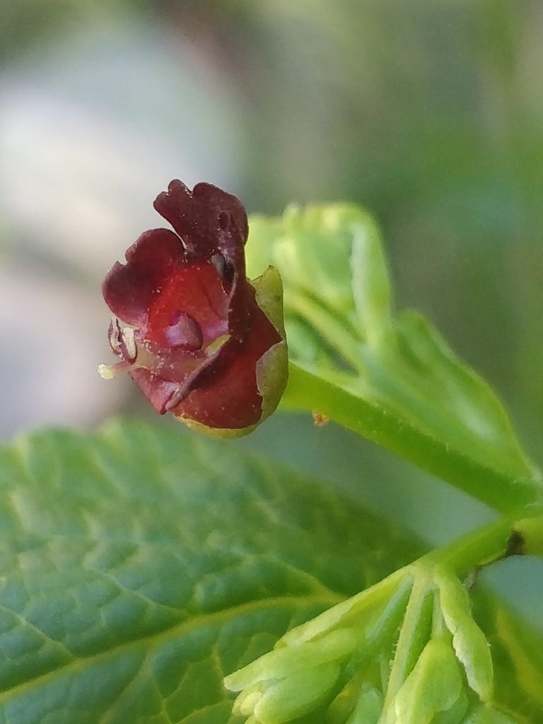 Scrophularia hirta, photographed by Vítor Jorge