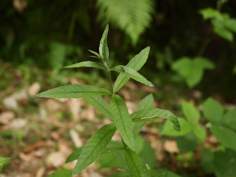 Lysimachia vulgaris, photographed by Alexis Tinker-Tsavalas