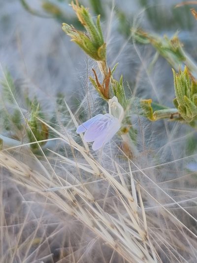 Pogonospermum genistifolium, photographed by Marc Fradera-Soler