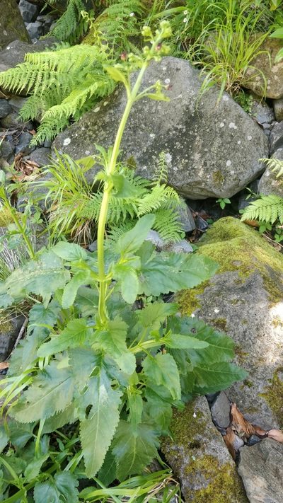 Scrophularia hirta, photographed by Vítor Jorge