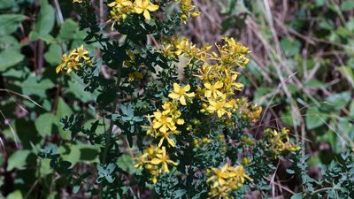Hypericum perforatum, photographed by goldfjnch