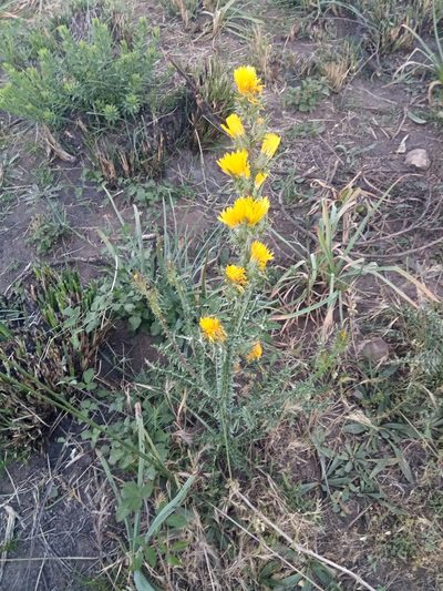 Scolymus grandiflorus, photographed by Karim Haddad