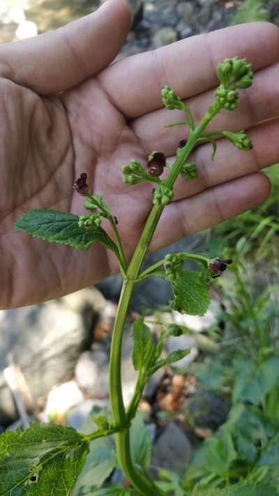 Scrophularia hirta, photographed by Vítor Jorge