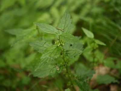 Lamium galeobdolon