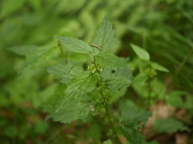 Lamium galeobdolon, photographed by Alexis Tinker-Tsavalas
