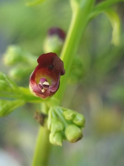 Scrophularia hirta, photographed by Vítor Jorge